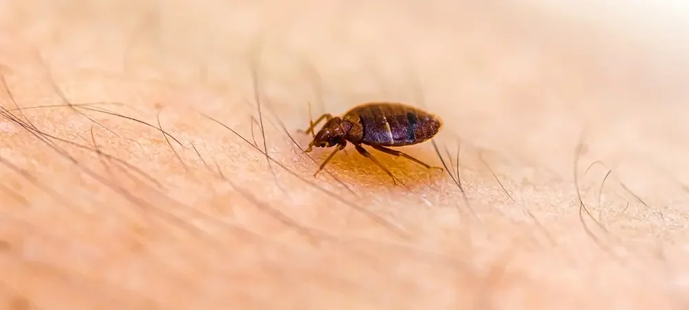 Tahta Kurusu İlaçlama Sonrası Evde Kalınır mı?